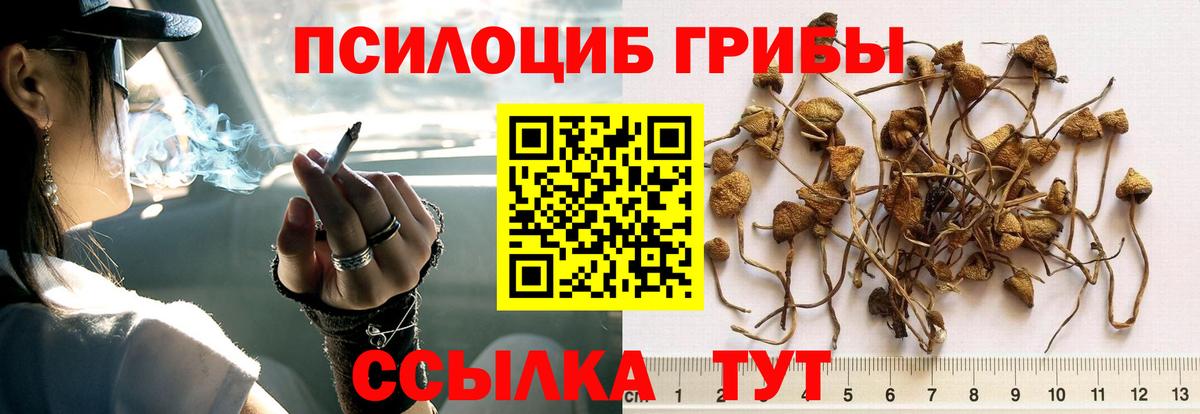 Галлюциногенные грибы прущие грибы Черняховск